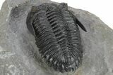 Very Nice Hollardops Trilobite - Orange Eye Preservation #245921-5